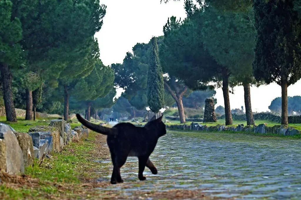 B&B Appia Felis-1