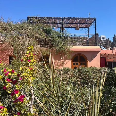 Riad Chameleon-3