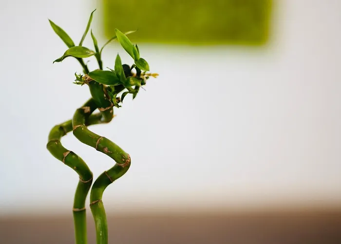 Plant House Eur