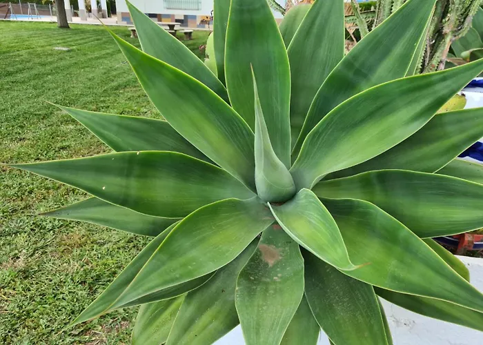 Finca Santo Domingo
